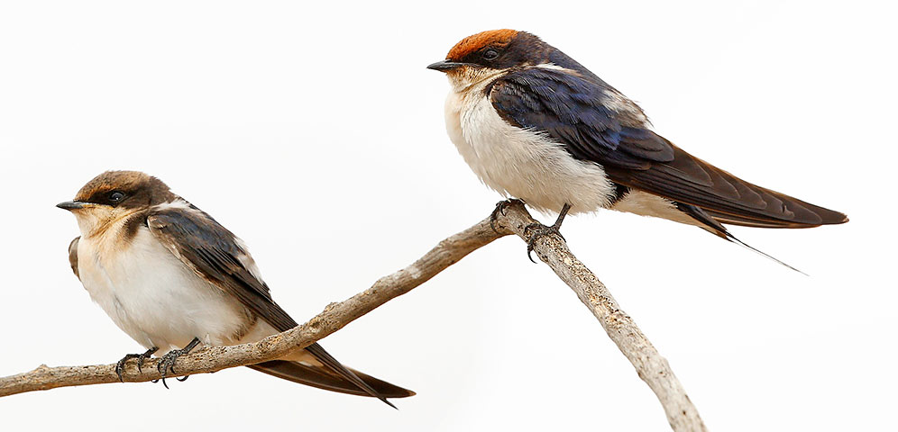 Wire-tailed Swallow adult and juvenile